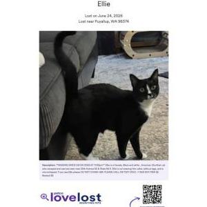 Image of Ellie, Lost Cat