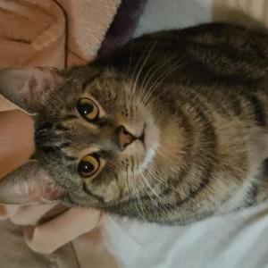 Image of Ahsoka, Lost Cat