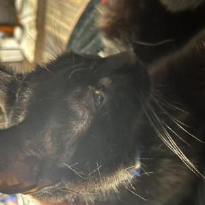 Image of Bucky, Lost Cat