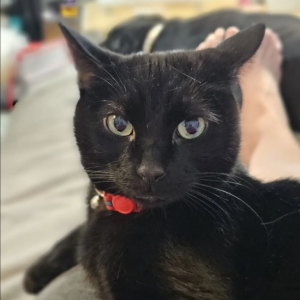 Lost Cat Bucky