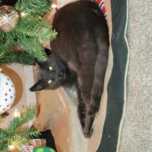 Image of Shadow Boy, Lost Cat