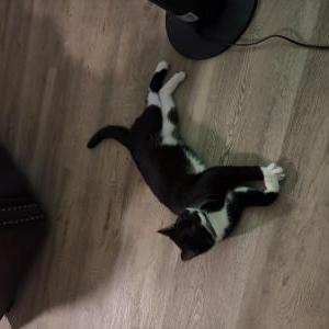 Image of Unknown, Found Cat