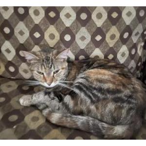 Image of piggy, Lost Cat