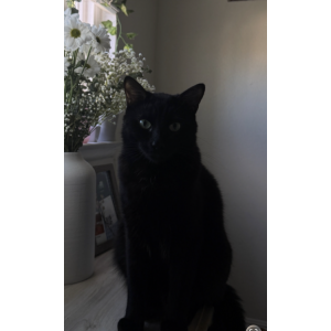 Image of Salem, Lost Cat