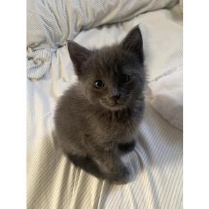 Image of Milo, Lost Cat