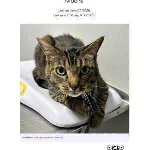 Image of Mocha, Lost Cat