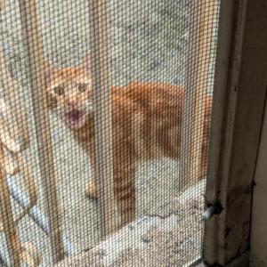 Image of unknown, Found Cat