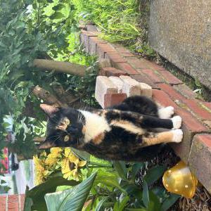 Image of Kali, Lost Cat