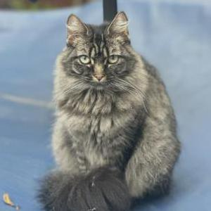 Lost 2 Luna (California)