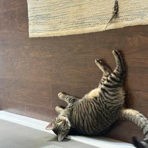 Image of June, Lost Cat