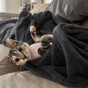 Lost Cat Z