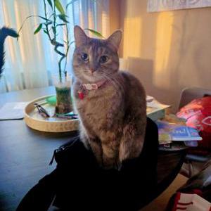 Lost 2 Luna (Illinois)