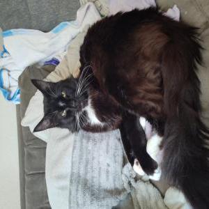 Image of Oreo, Lost Cat