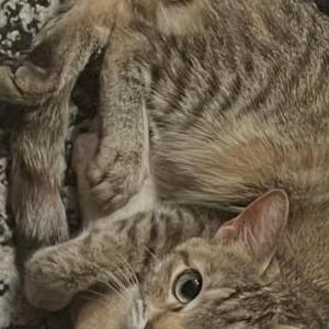 Image of Penny, Lost Cat