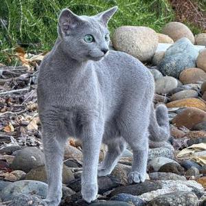 Lost 2 Bao/Tina (California)