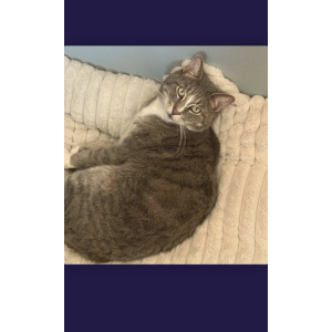 Image of Toot, Lost Cat