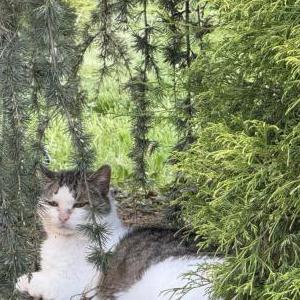 Image of Unknown, Found Cat