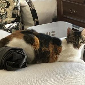 Lost 2 Ally (California)