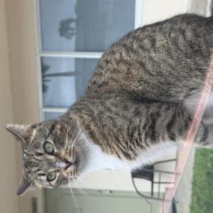 Image of Cheetah, Lost Cat