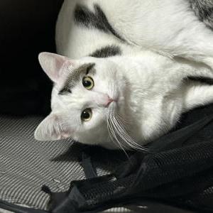 Image of Franky, Lost Cat