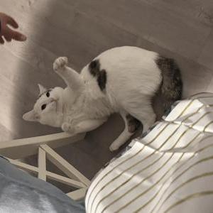 Image of Franky, Lost Cat