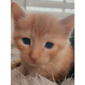 Image of Amir Raymond Oliver, Lost Cat