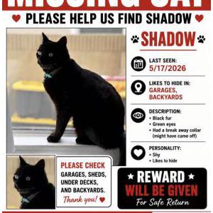 Image of Shadow, Lost Cat