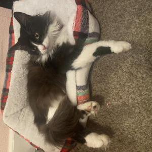 Image of Sweety, Lost Cat