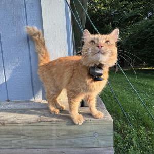 Image of Unknown, Found Cat