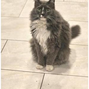 Image of Mr. Twinkle, Lost Cat