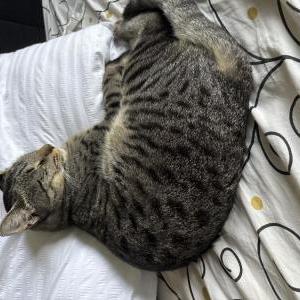 Lost Cat Kai