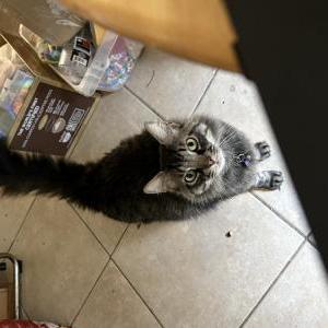 Image of Yuugo, Lost Cat