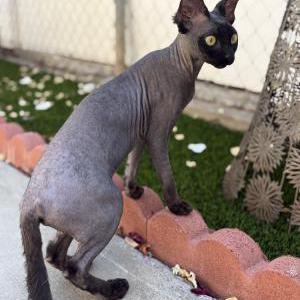 Image of Vibra, Lost Cat