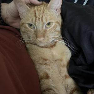 Image of Junior, Lost Cat
