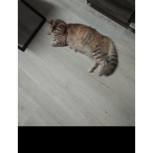 Image of Baby girl, Lost Cat
