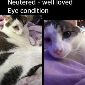 Image of Bean, Lost Cat