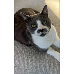 Image of Burt, Lost Cat