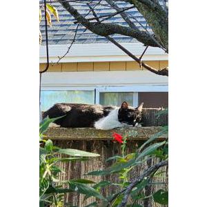 Image of Mimi, Lost Cat