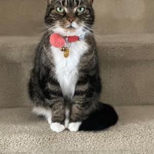 Lost 2 Clover (MD)