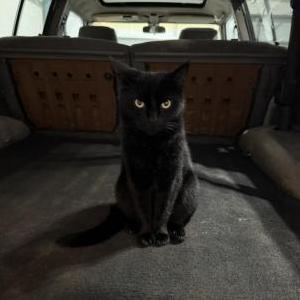 Image of Leia, Lost Cat