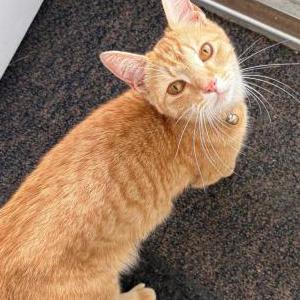 Image of Unknown, Found Cat