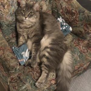 Lost 2 Gigi (California)