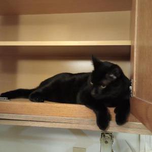 Image of Mr.T., Lost Cat