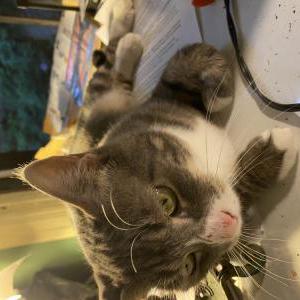 Image of Mia, Lost Cat