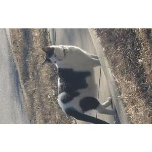 Image of Walter, Lost Cat