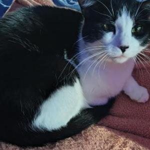 Image of Unknown, Found Cat