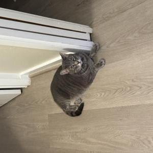 Image of Gordo, Lost Cat