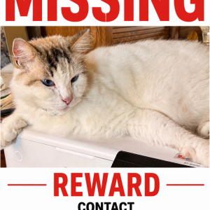 Image of Euclid, Lost Cat