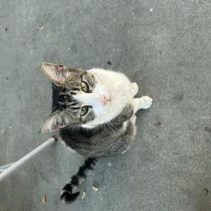 Image of White, Lost Cat