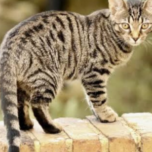 Lost Cat Monroe Money Russ